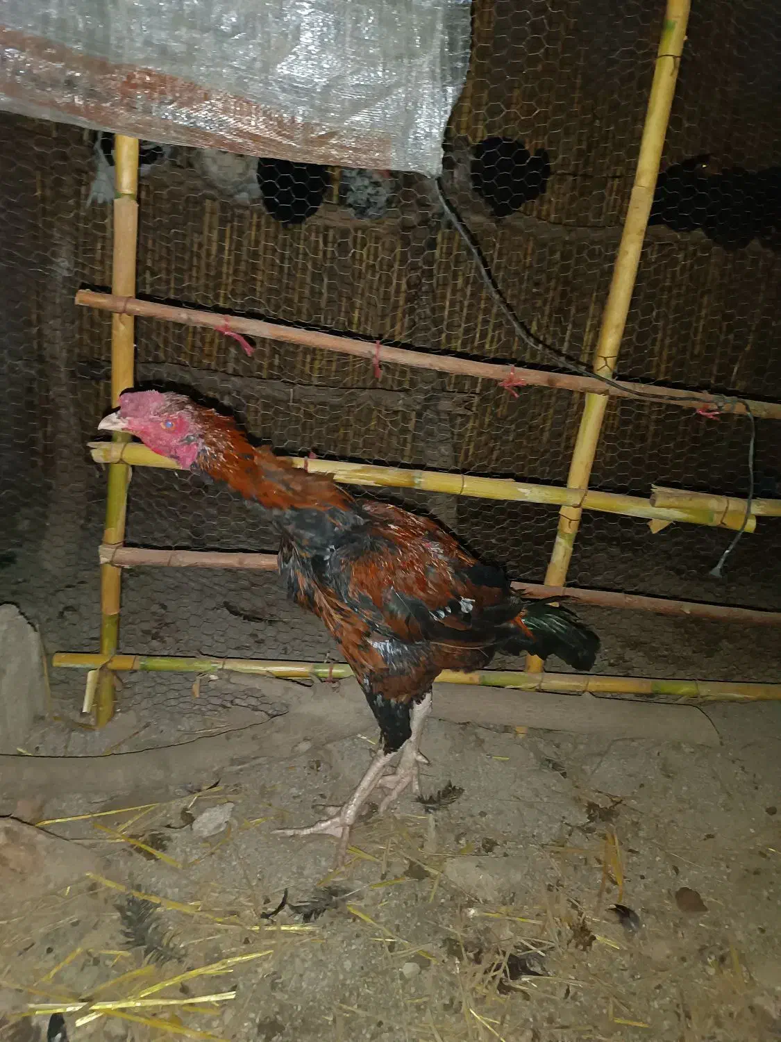 مرغ محلی وخروس لاری|حیوانات مزرعه|مزرعه کتول, |دیوار