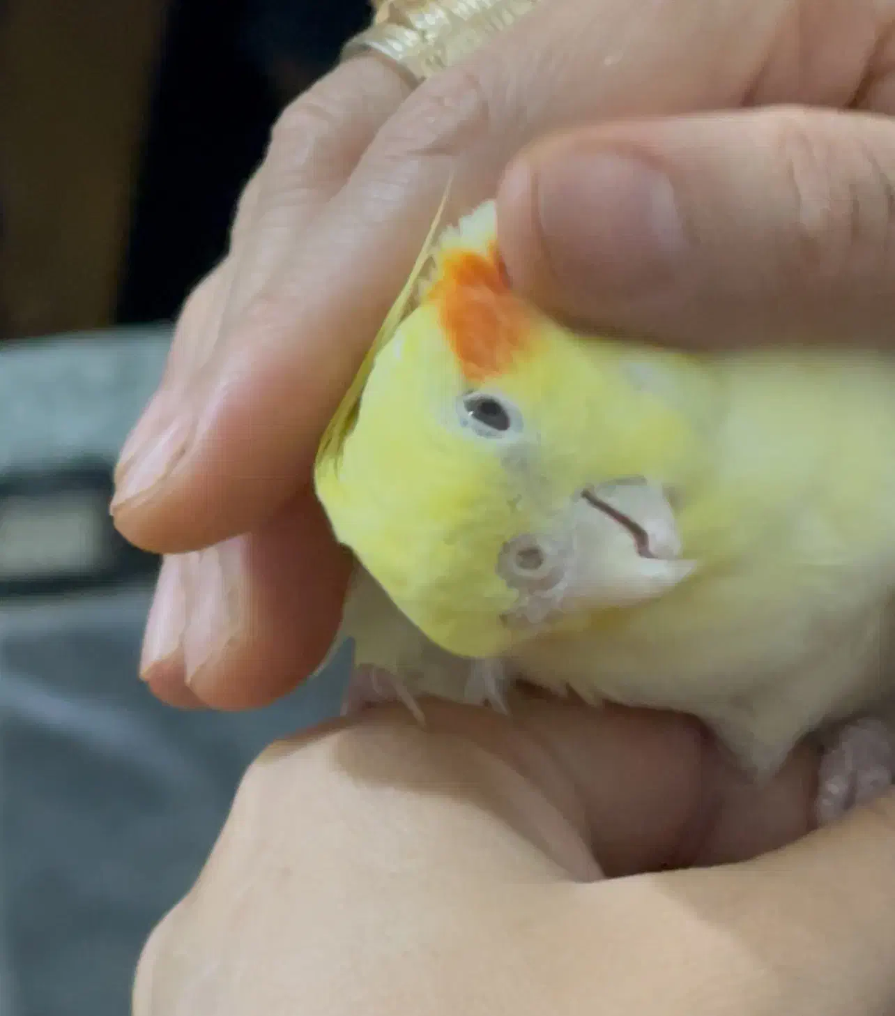 عروس هلندی|پرنده|سبزوار, امیر کبیر|دیوار