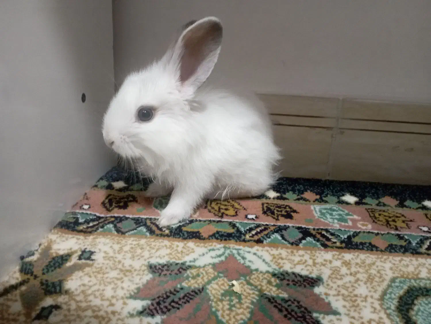 خرگوش و وسایل|موش و خرگوش|محمدیه-قزوین, |دیوار