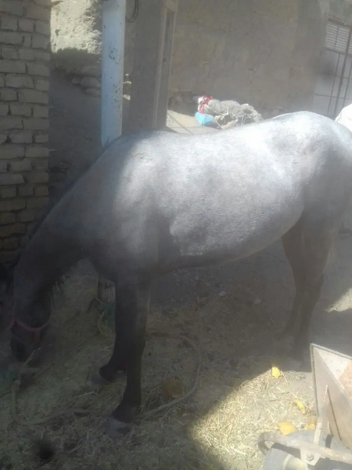 فروش اسب|اسب و تجهیزات اسب‌سواری|بوئین و میاندشت, |دیوار