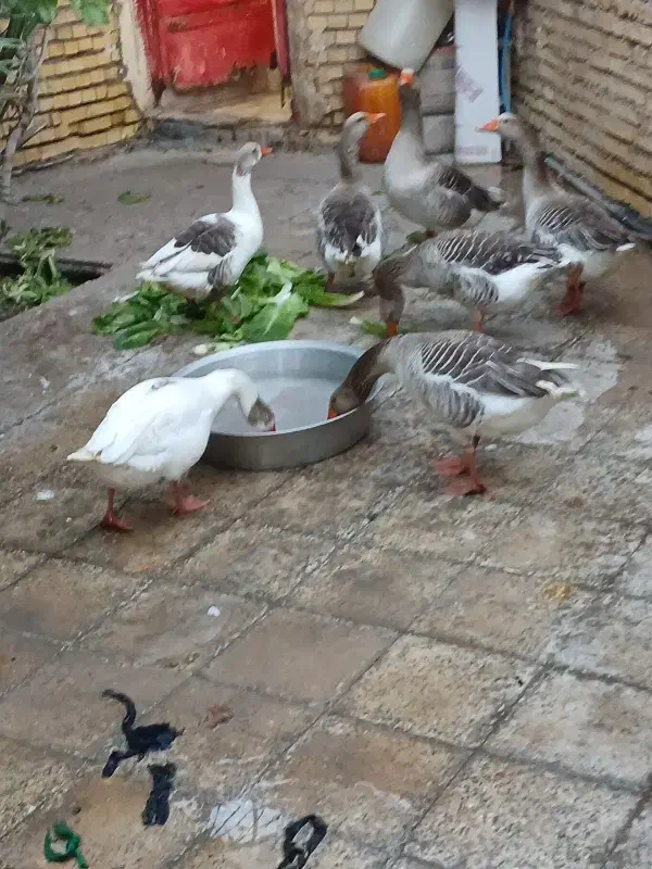 غازمحلی|حیوانات مزرعه|خرمشهر, |دیوار