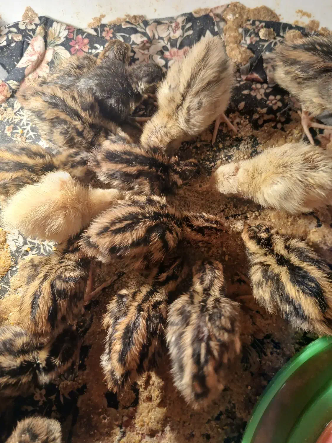 جوجه بلدرچین|حیوانات مزرعه|نیمروز, |دیوار