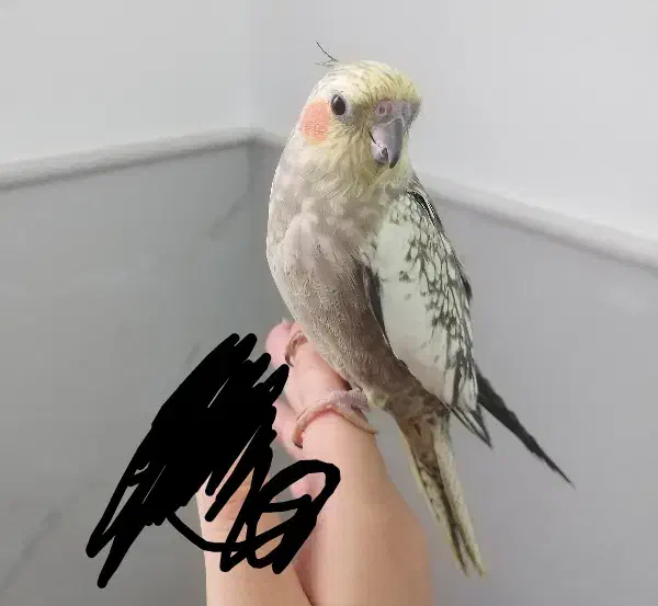 عروس هلندی نر و ماده دستی|پرنده|قم, وادی السلام|دیوار