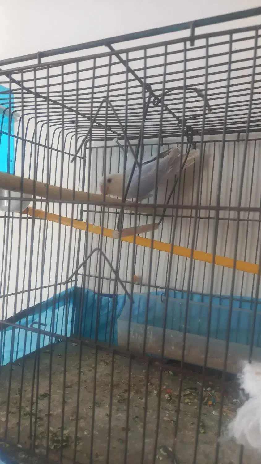 کوتوله برزیلی|پرنده|فیروزآباد (فارس), |دیوار