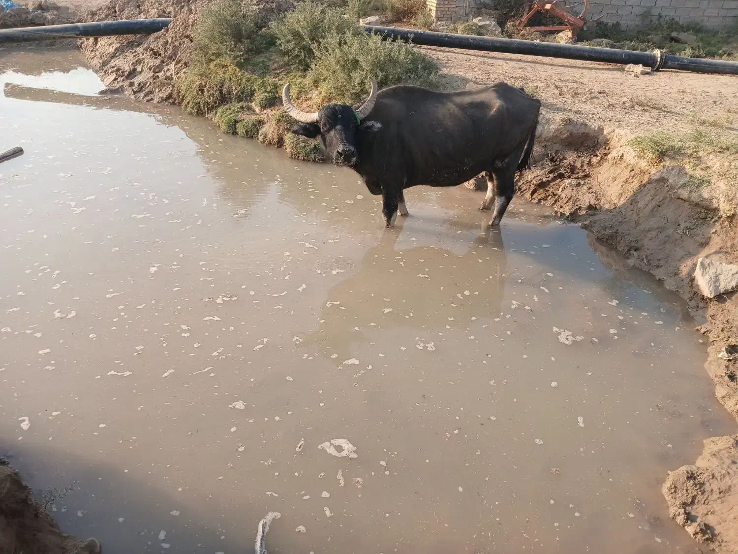 جاده گنبوعه روستایی ملیحه|حیوانات مزرعه|حمیدیه, |دیوار