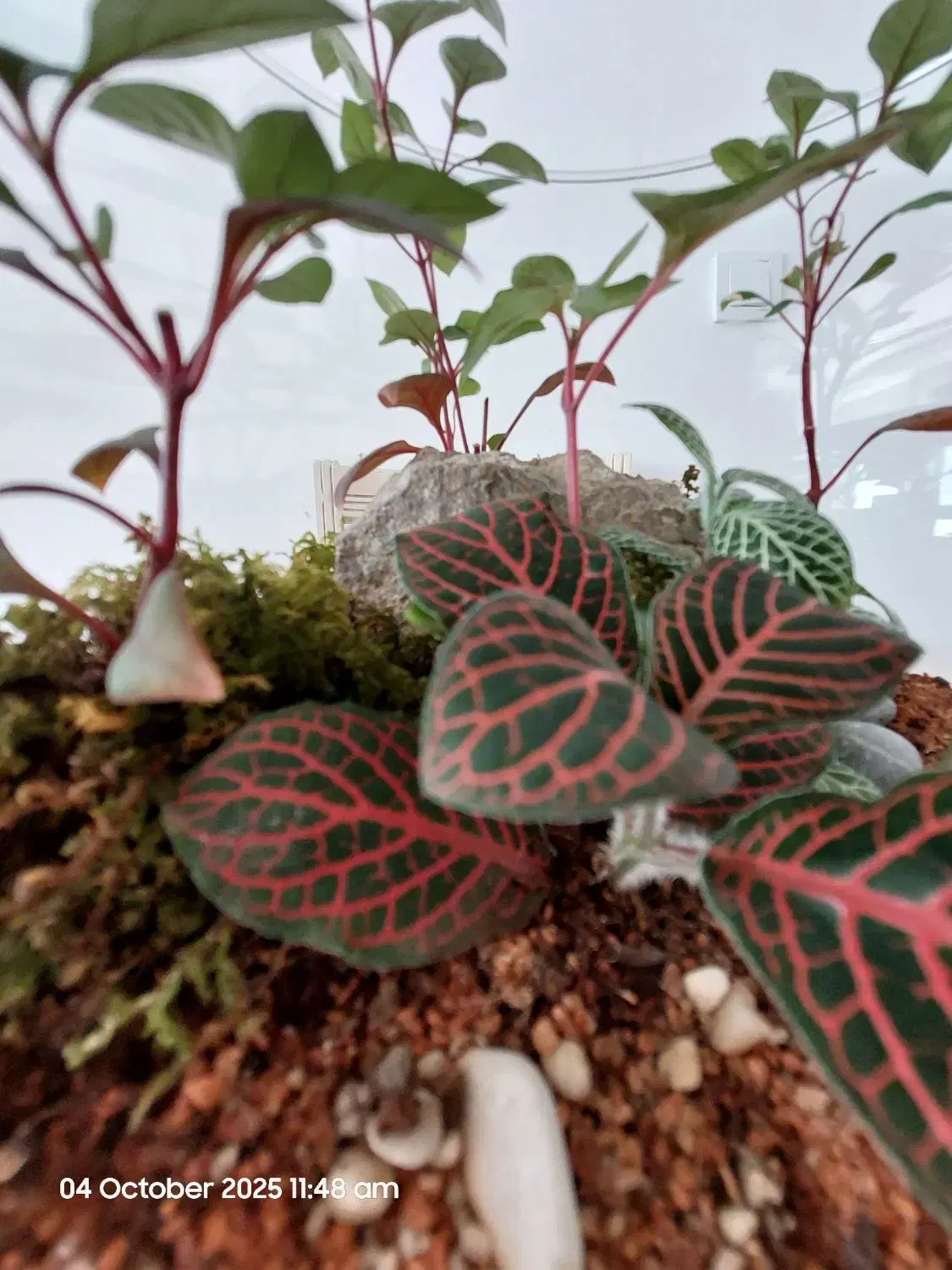 تراریوم|گل و گیاه طبیعی|پاکدشت, شهرک انقلاب|دیوار