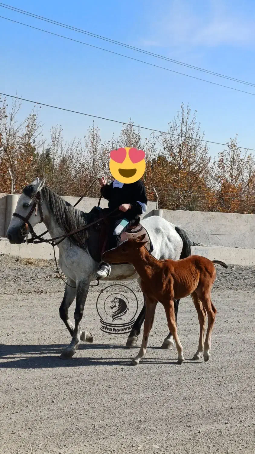 سوارکاری با اسب|اسب و تجهیزات اسب‌سواری|مشهد, شهرک صنعتی توس|دیوار