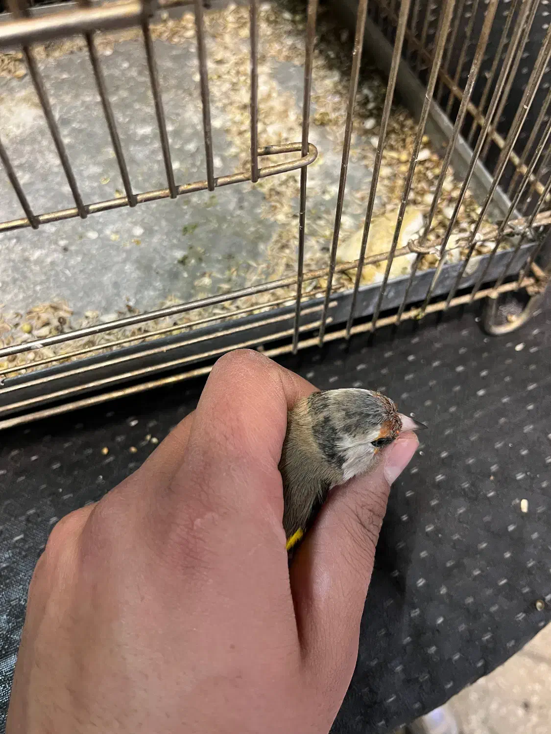 سهره دورگ فوق العاده|پرنده|تهران, دکتر هوشیار|دیوار