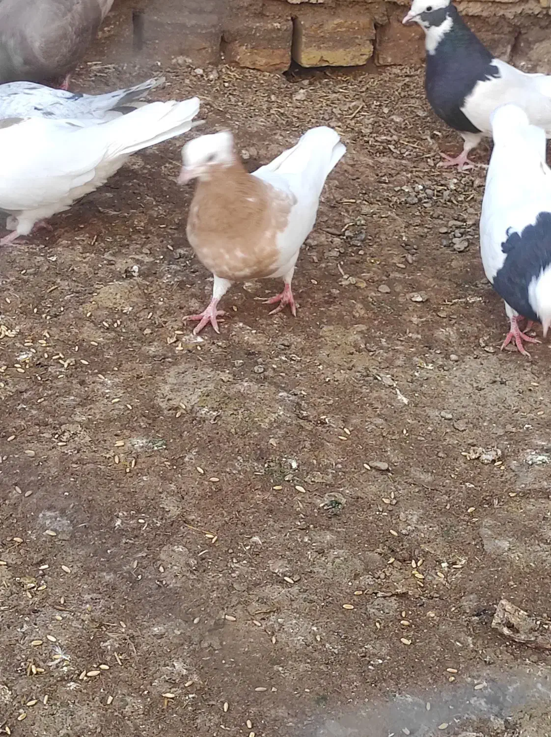 کبوتر  پرنده طوقی|پرنده|اسفرورین, |دیوار