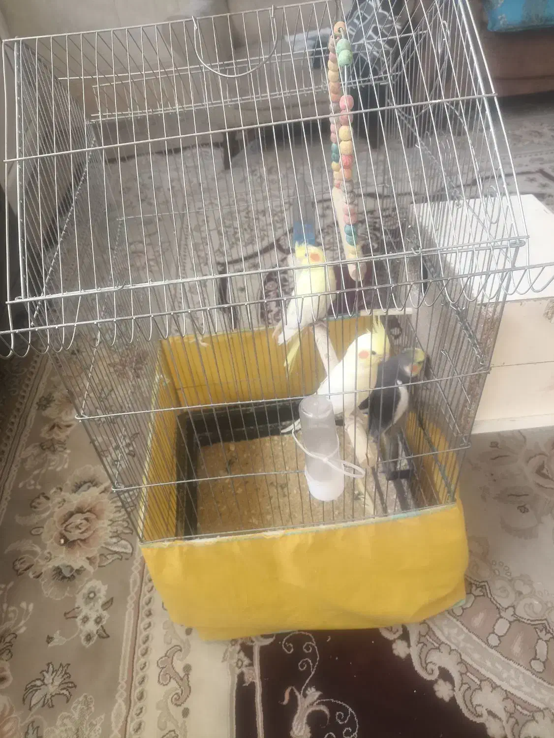 قفس پرنده|لوازم جانبی حیوانات|قم, ولیعصر|دیوار