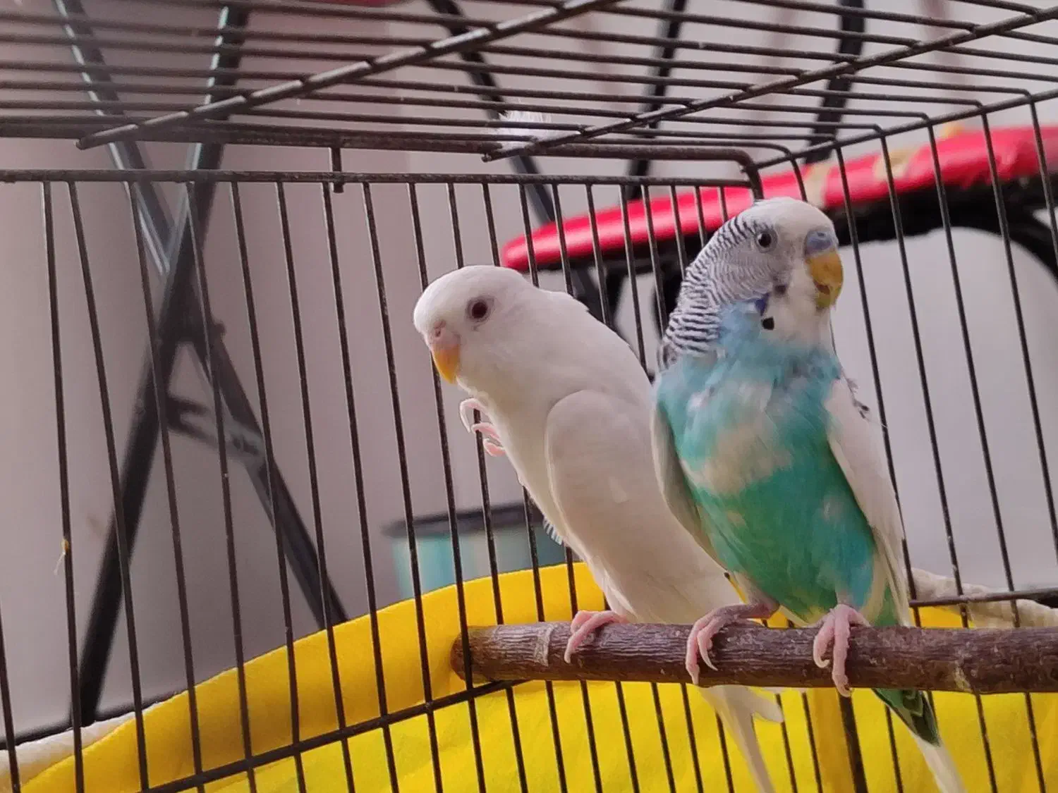 مرغ عشق آماده|پرنده|ابهر, |دیوار