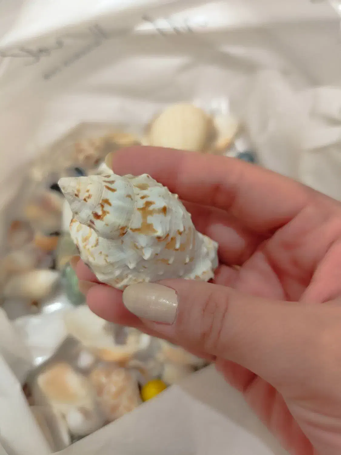 صدف|کلکسیون و سرگرمی|مشهد, حسابی جنوبی (شهرک غرب)|دیوار