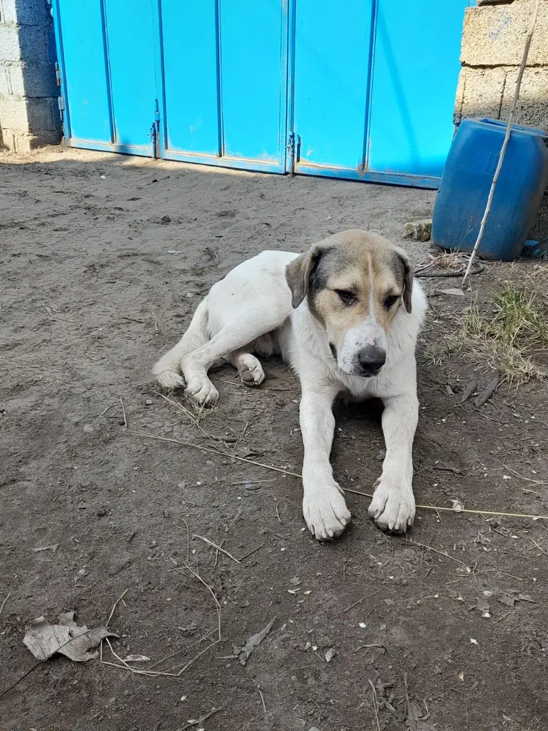 معاوضه این سگ ها|سگ|رودبنه, |دیوار