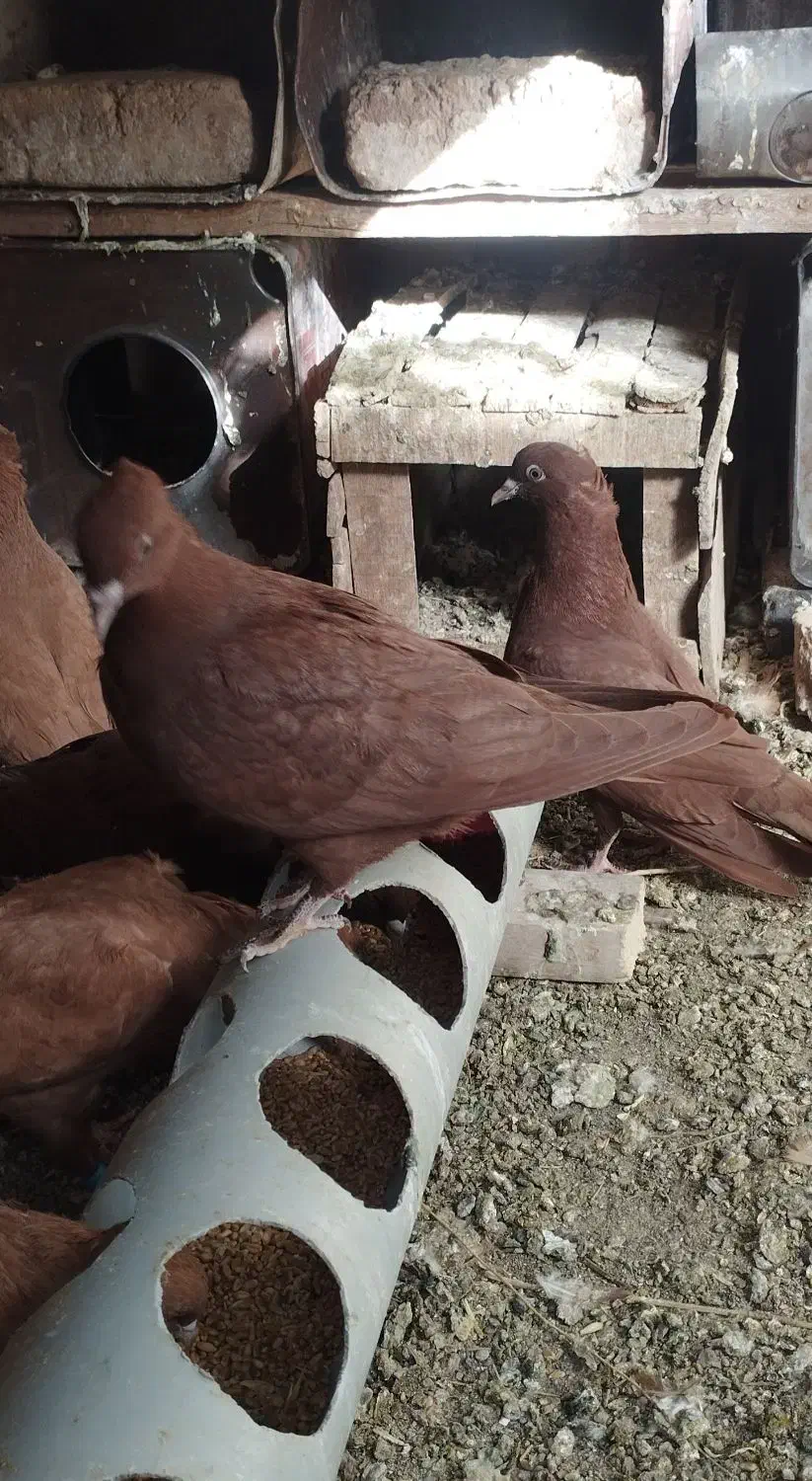 کفتر|پرنده|بجستان, |دیوار