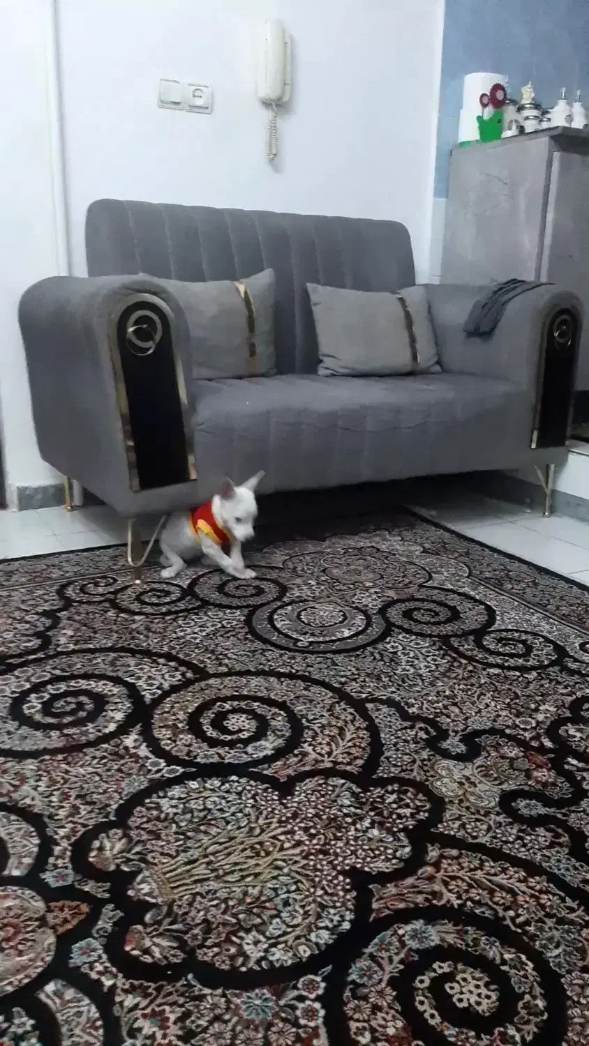 سگ اشپیتز ۷ماه ماده شناسنامه دار|سگ|گلستان (تهران), |دیوار