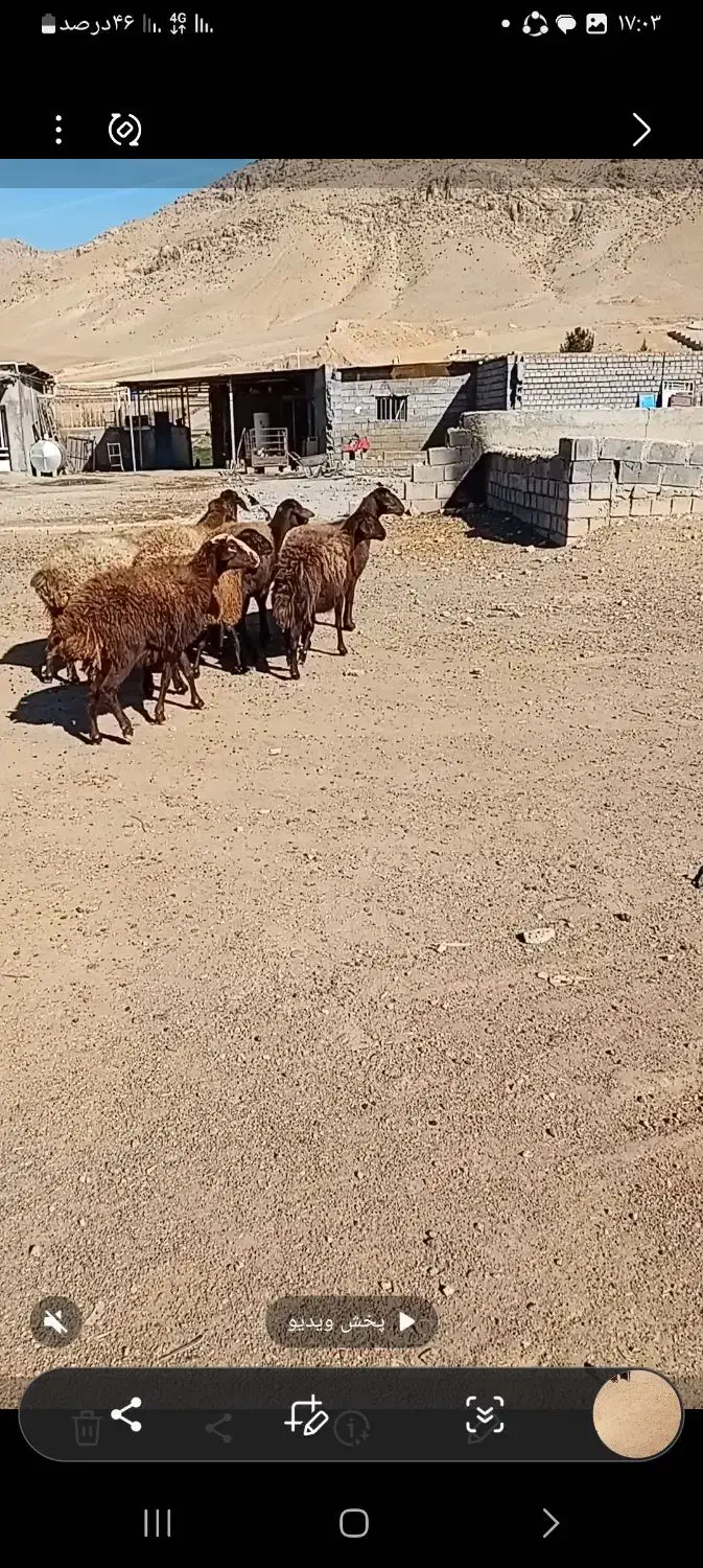 ۸راس شیشک ماده درجه یک ابستن|حیوانات مزرعه|صحنه, |دیوار