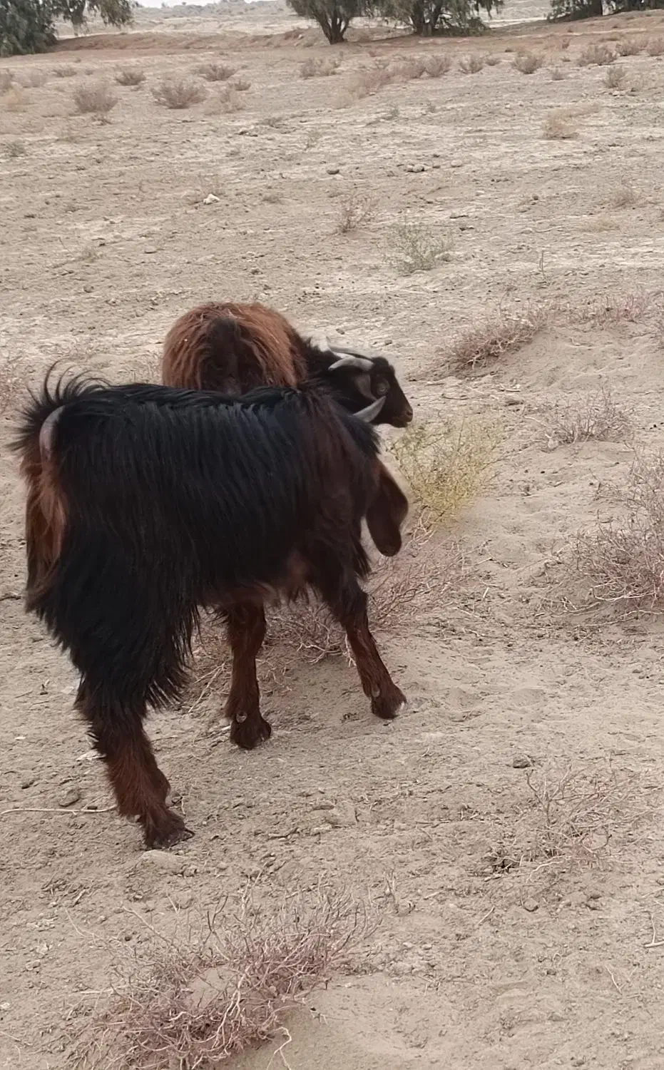 بره و بزغاله|حیوانات مزرعه|زابل, |دیوار