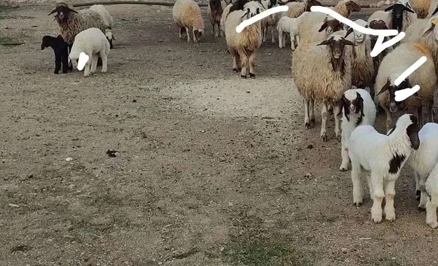 گوسفند، میش و بره، قوچ|حیوانات مزرعه|گوآور, |دیوار