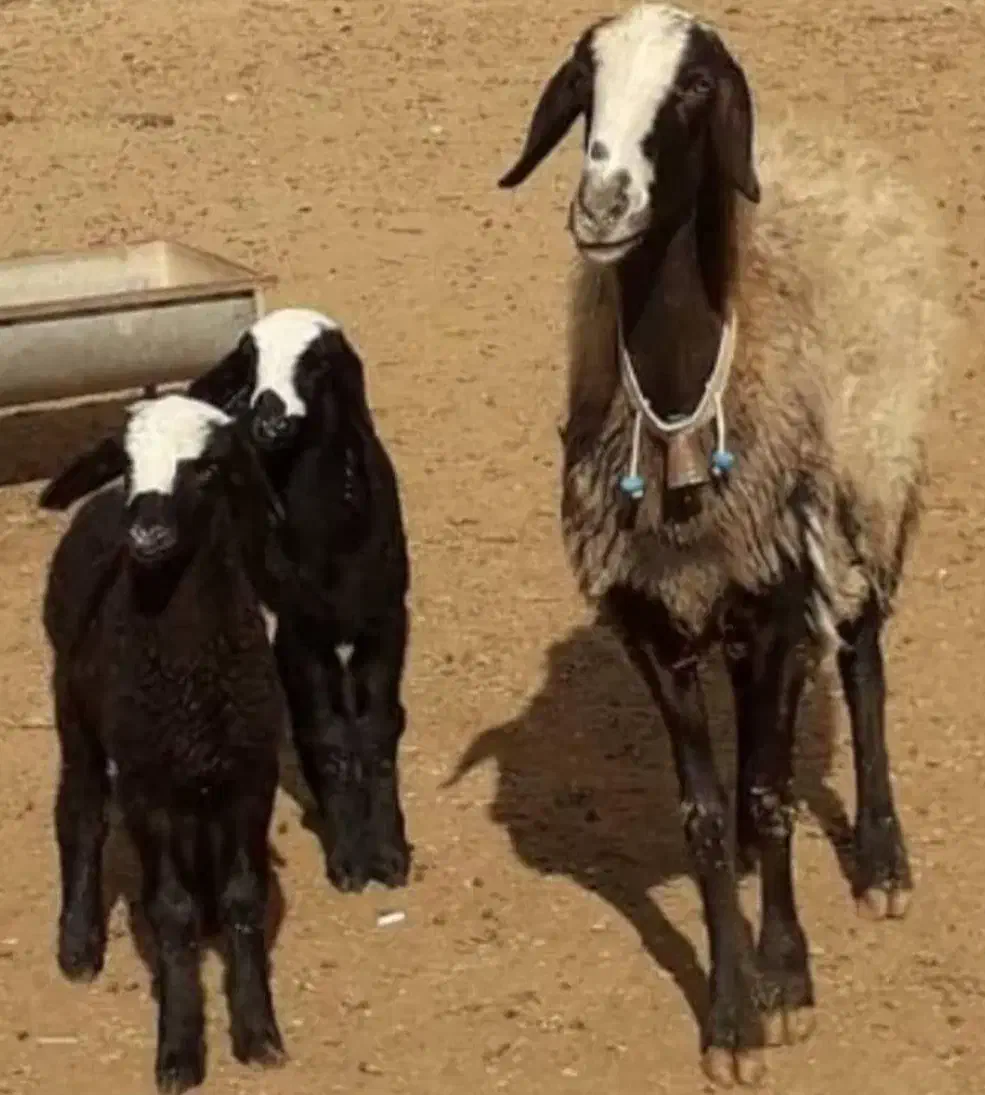 گوسفند ۲وقلـوزا و بره ژن دار|حیوانات مزرعه|مهریز, |دیوار