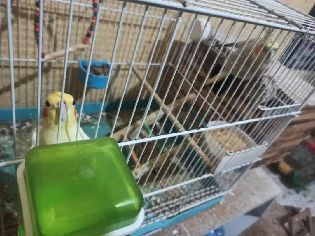 عروس هلندی به شرط تخم و جوجه|پرنده|خور (فارس), |دیوار