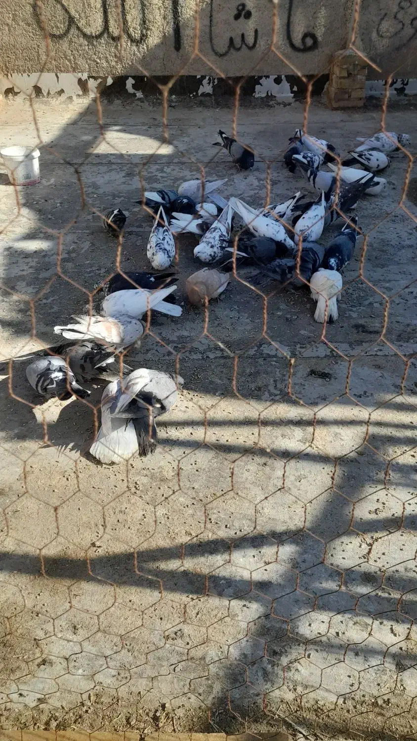 کبوتر فروشی|پرنده|اشکذر, |دیوار