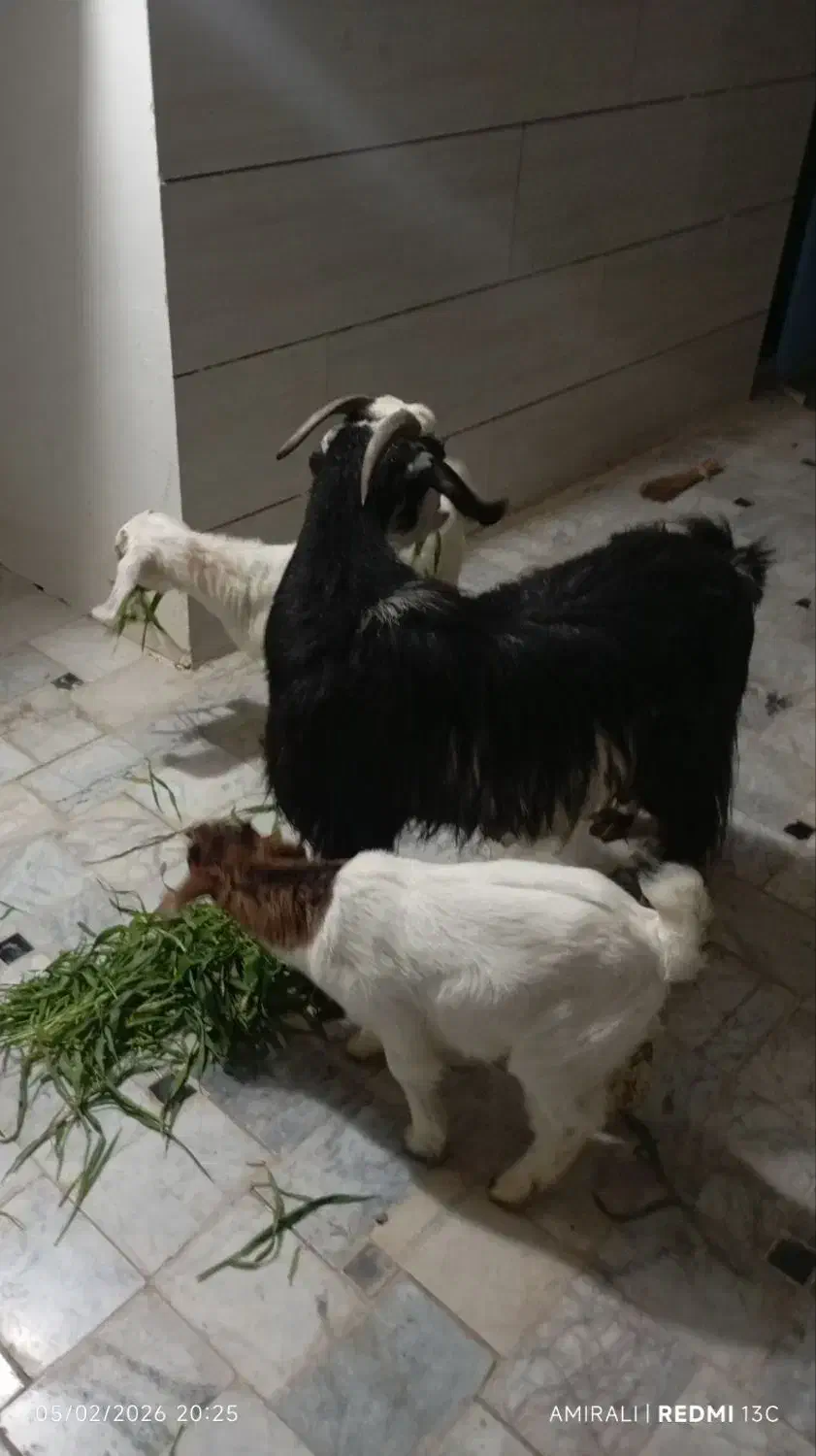 بز دوقلو|حیوانات مزرعه|خوسف, |دیوار