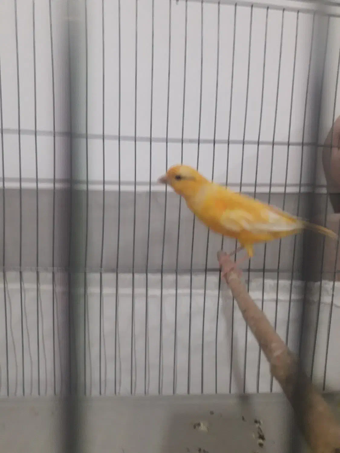 قناری ماده|پرنده|فسا, |دیوار