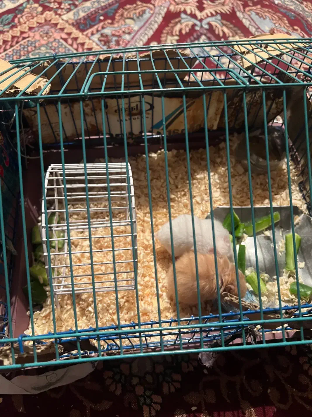 یک جفت همستر|موش و خرگوش|کازرون, |دیوار