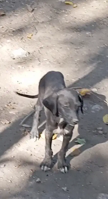 توله تازی شکاری|سگ|سجاس رود, |دیوار