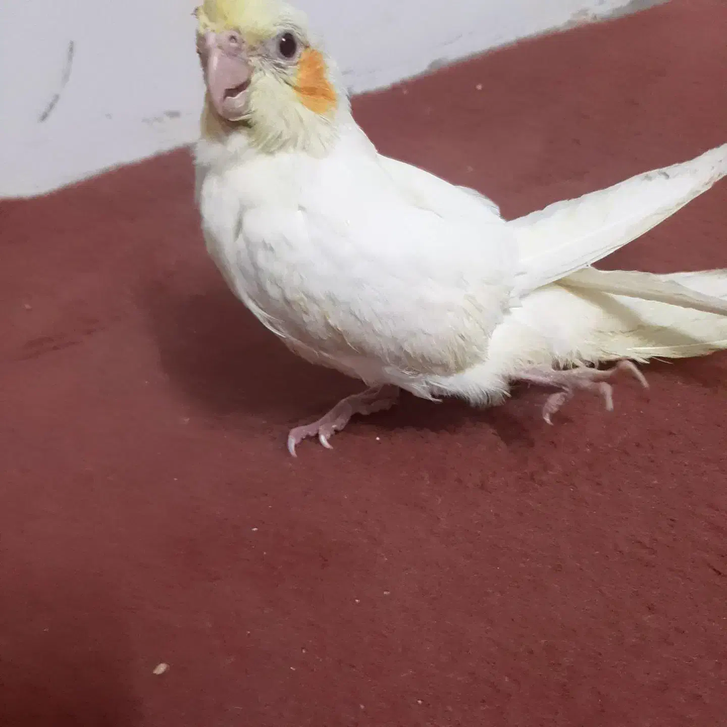 طوطی عروس ۴ماهه لوتینو|پرنده|محمدیه-قزوین, |دیوار