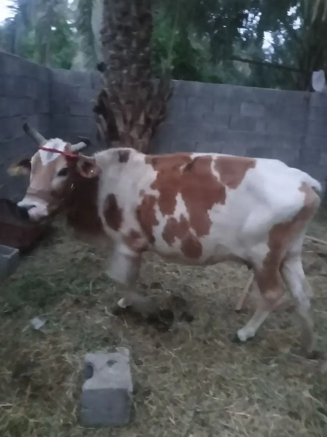 گاو|حیوانات مزرعه|جیرفت, |دیوار