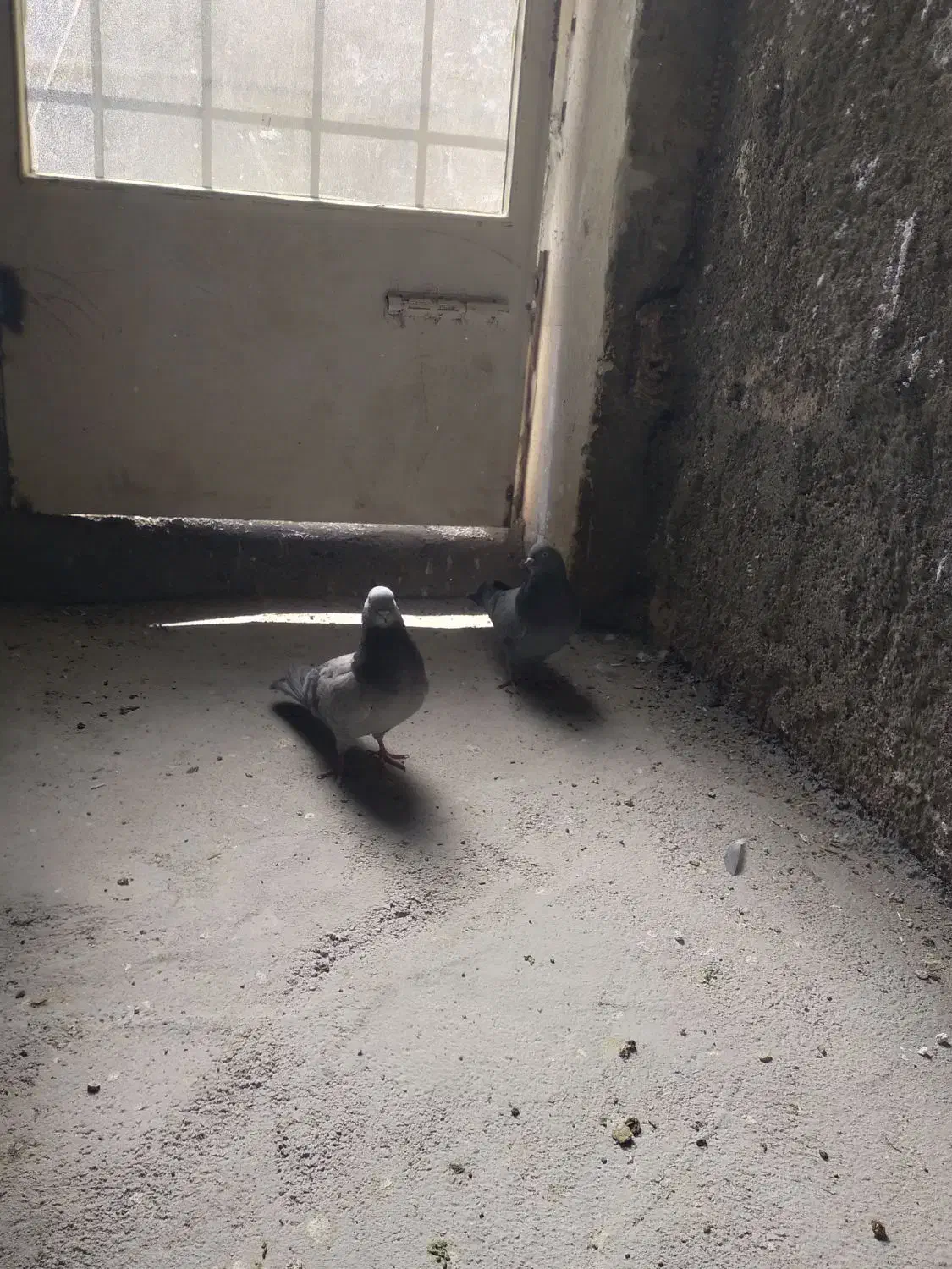 کفتر اصفهانی|پرنده|برخوار, |دیوار