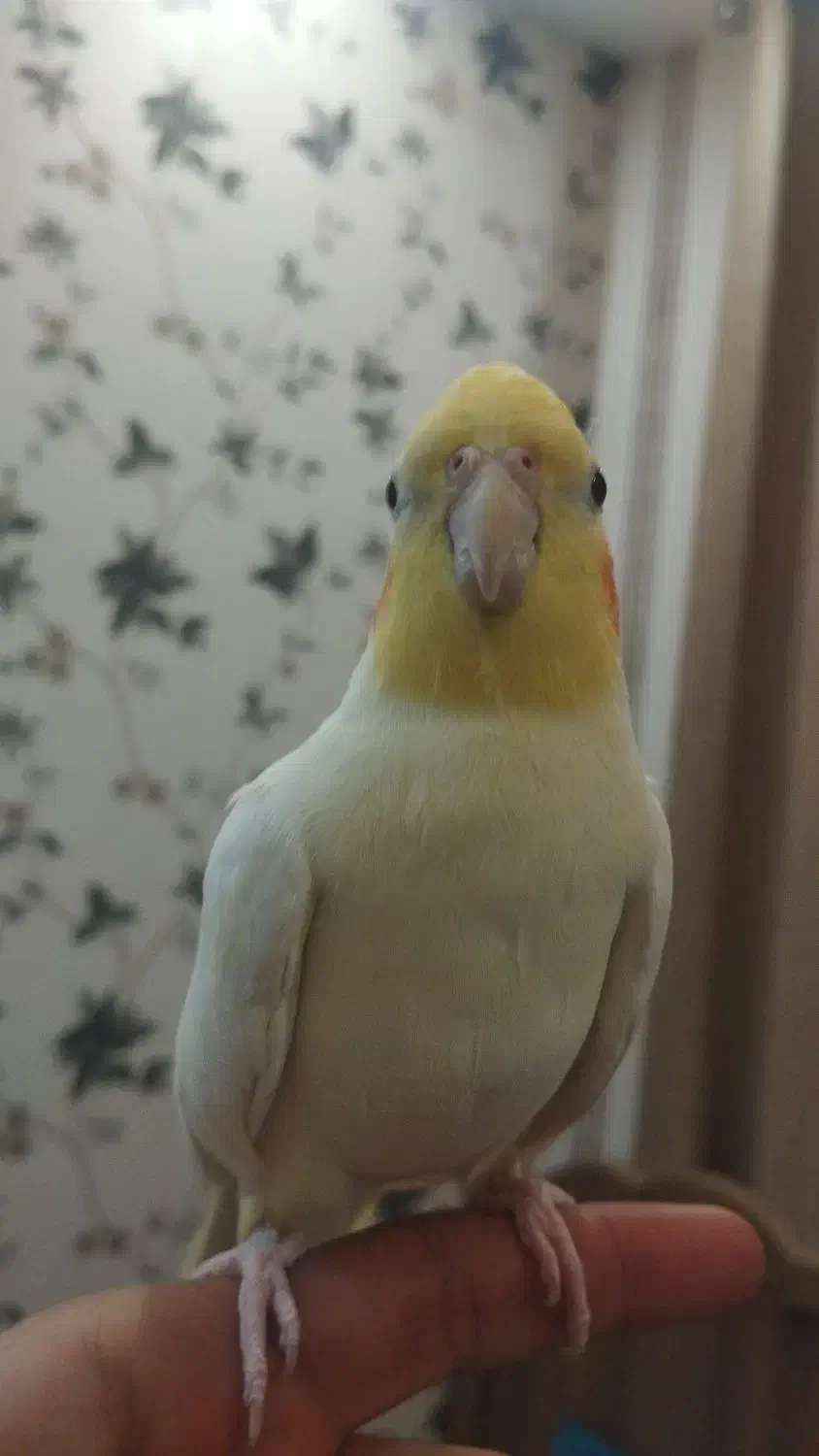 گمشده عروس هلندی|حیوانات|پرند, فاز ۱|دیوار