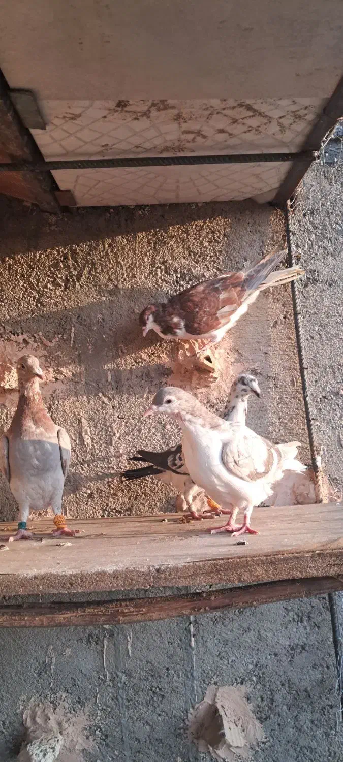 کبوتر|پرنده|نیشابور, فیض آباد|دیوار