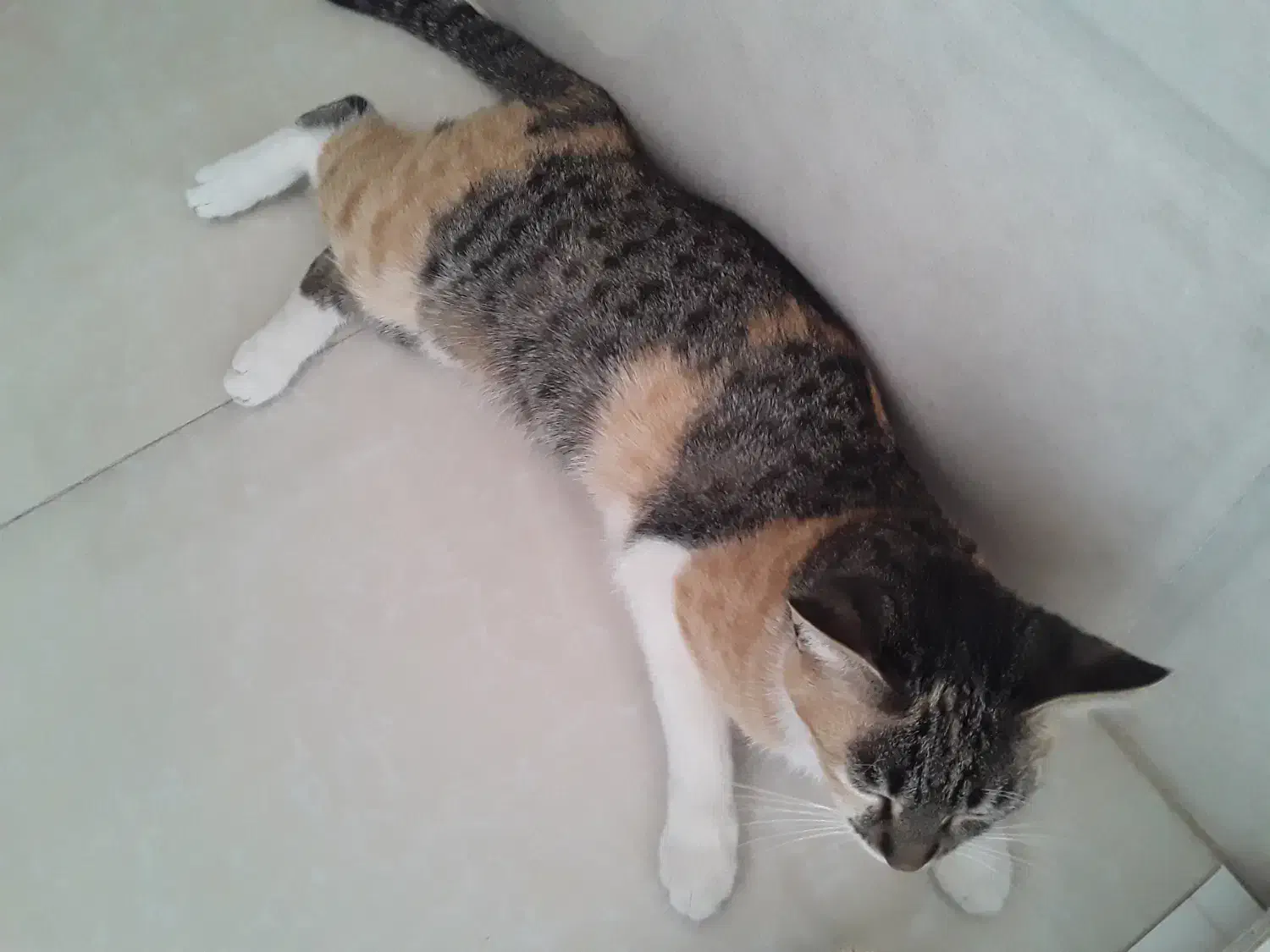 جفت گیری گربه ماده|گربه|قوچان, |دیوار