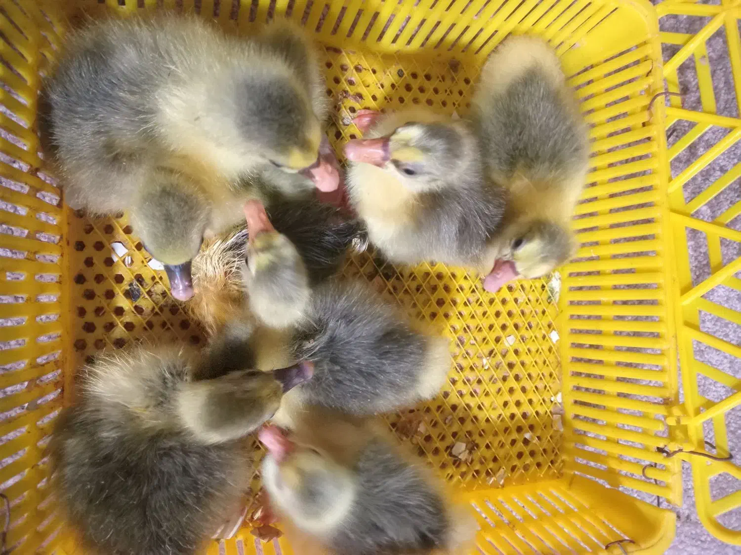 جوجه غاز محلی|حیوانات مزرعه|قائمشهر, |دیوار