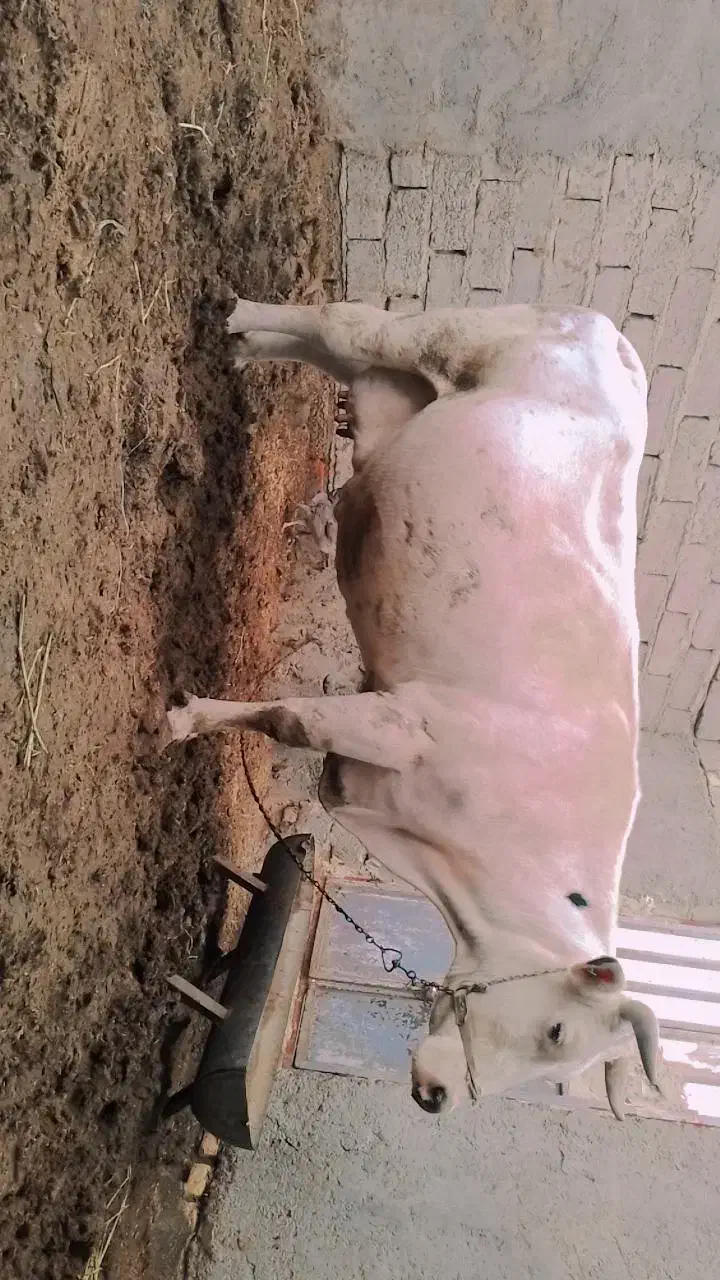 گاوخارجی ابست|حیوانات مزرعه|هامون, |دیوار