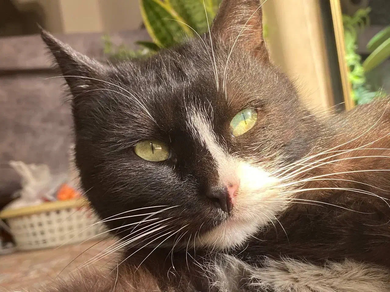 گربه خانگی|گربه|شیروان (خراسان), |دیوار