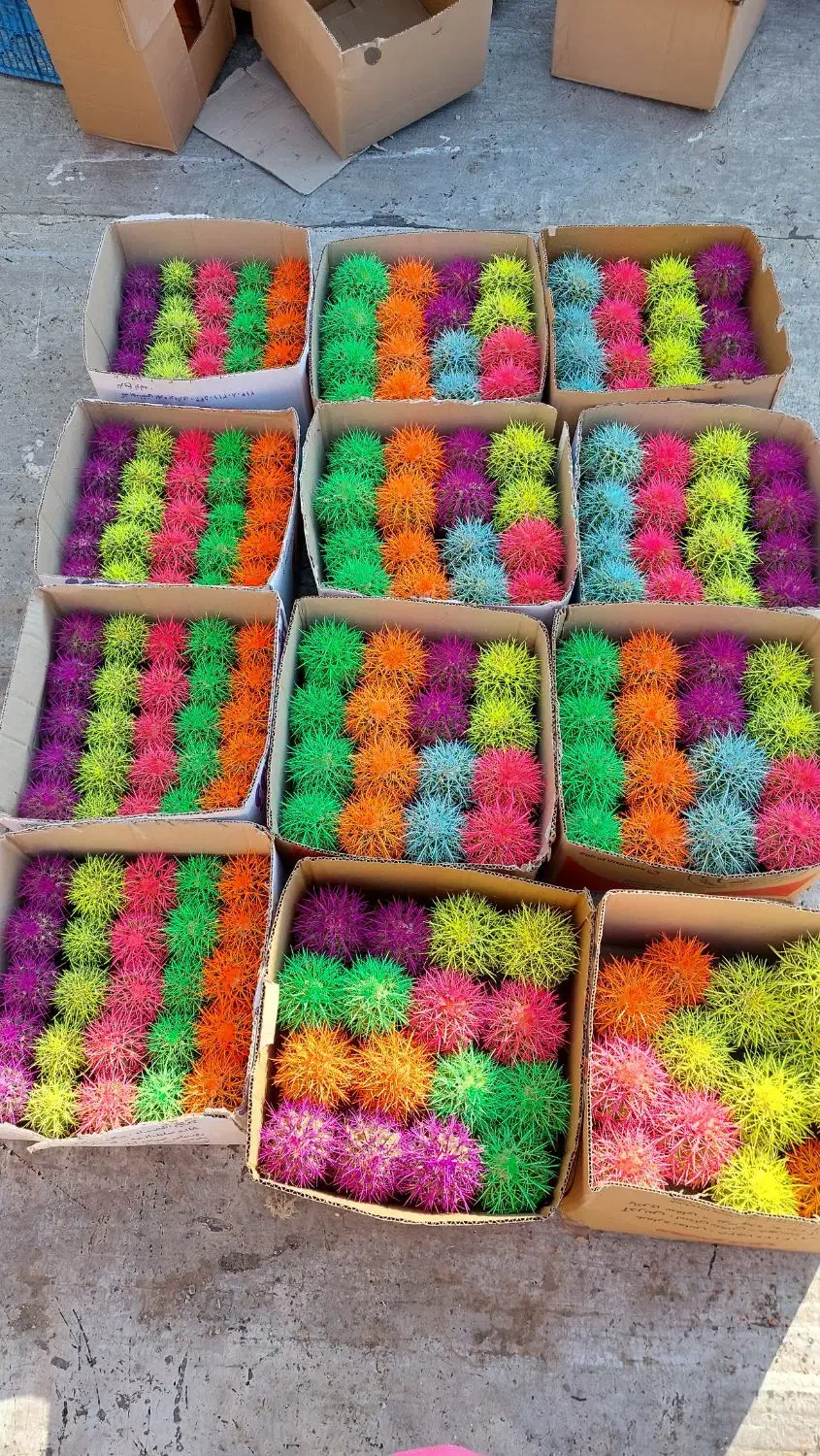 کاکتوس رنگی|گل و گیاه طبیعی|اصفهان, ارغوانیه|دیوار