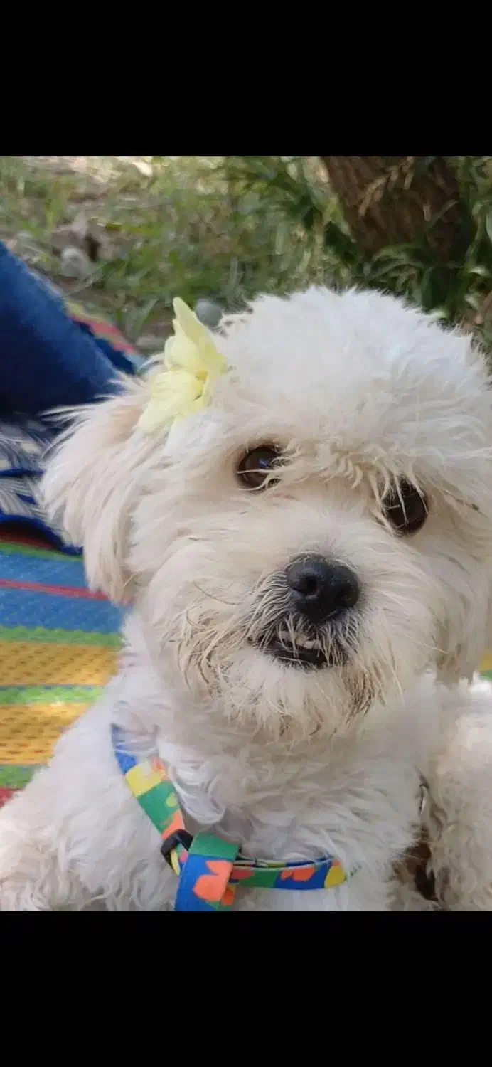 سگ گمشده|حیوانات|کهریزک, |دیوار