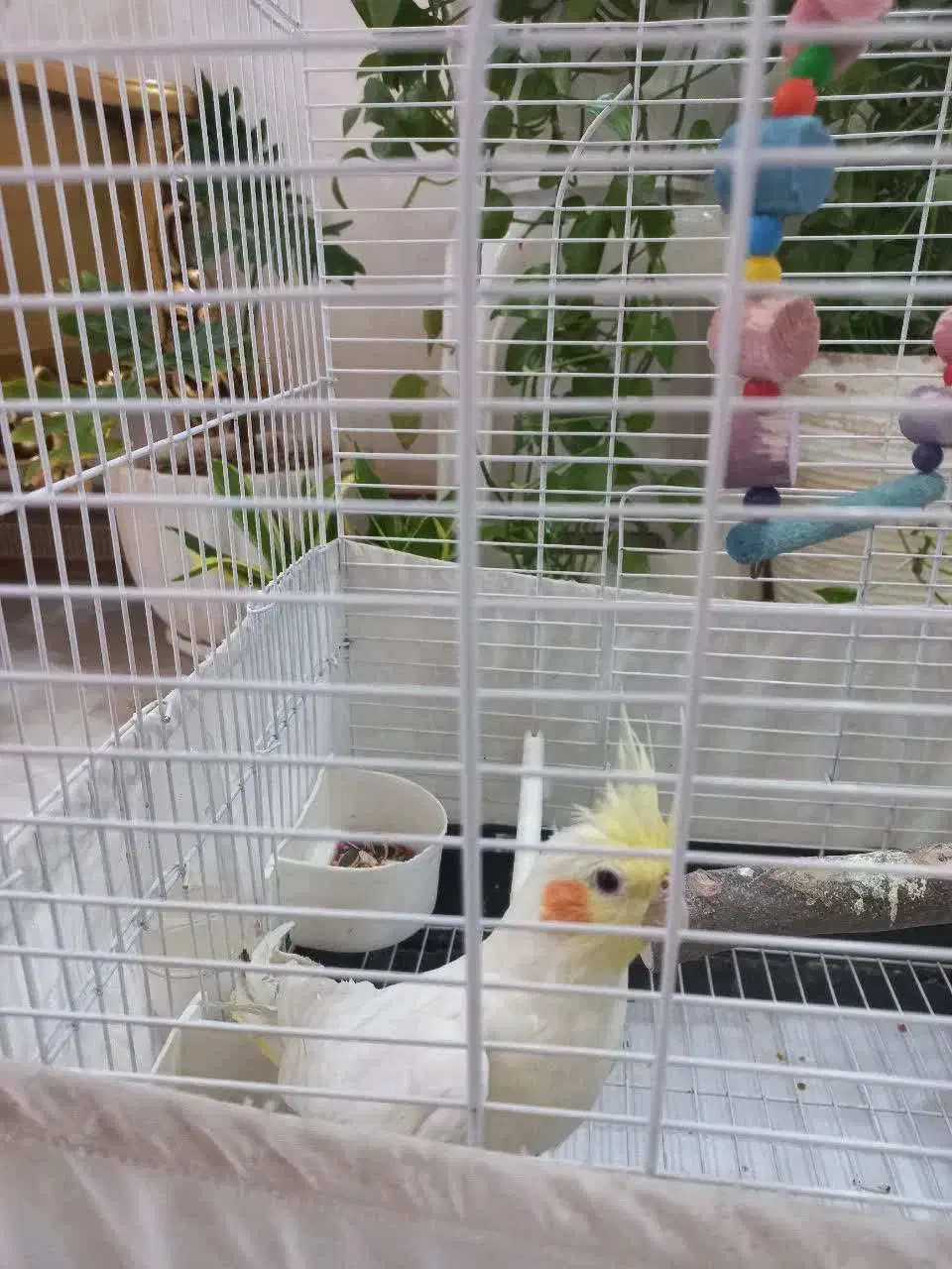 عروس هلندی،لوتینو|پرنده|گلستان (تهران), |دیوار