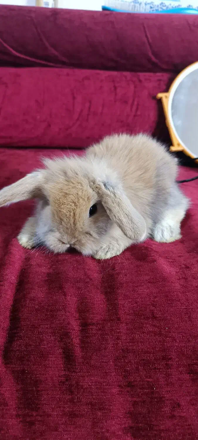 خرگوش لوپ ۳۵ روزه کاراملی اصیل|موش و خرگوش|رشت, تازه آباد|دیوار