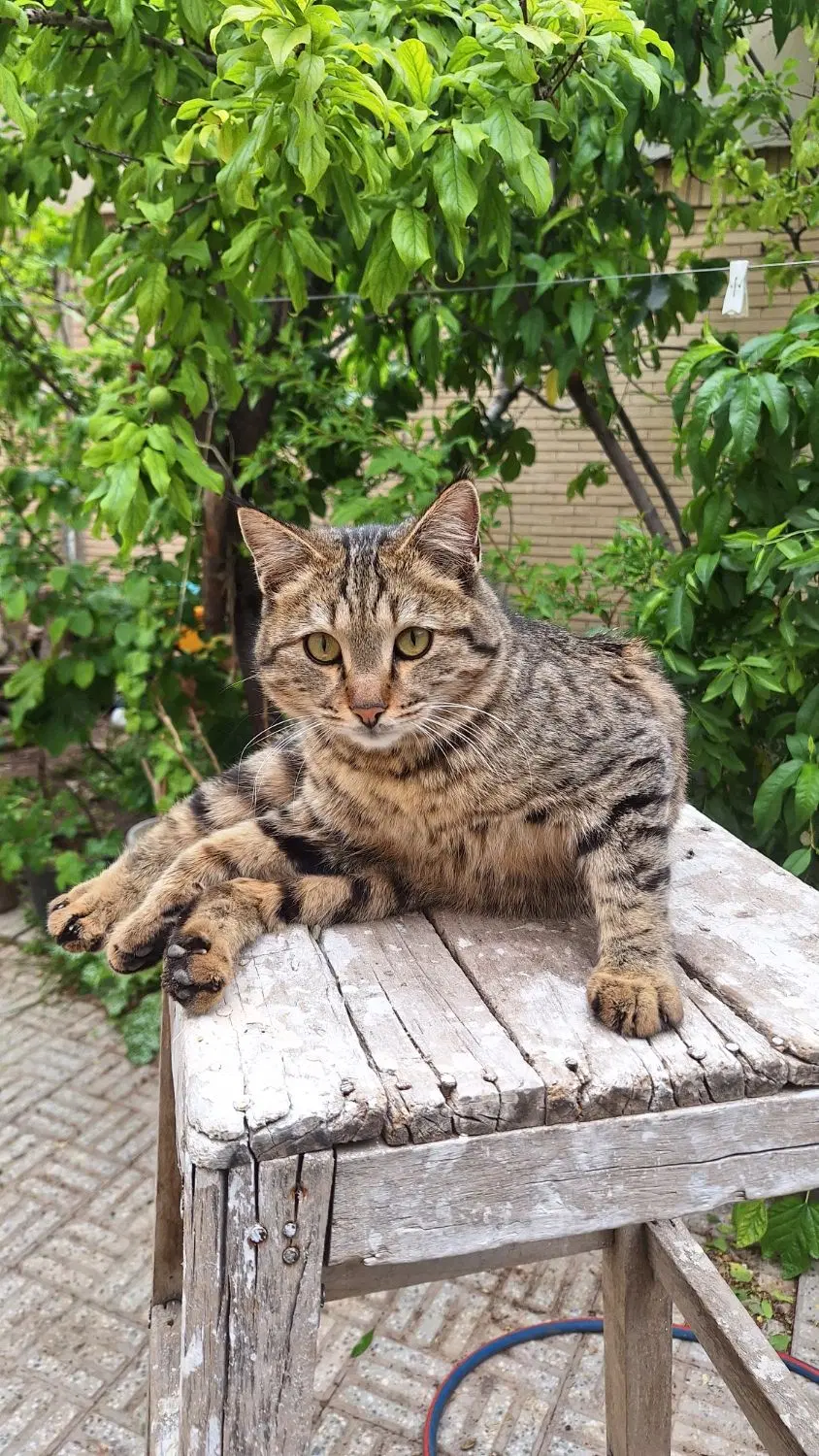 گربه دستی|گربه|مبارکه, |دیوار