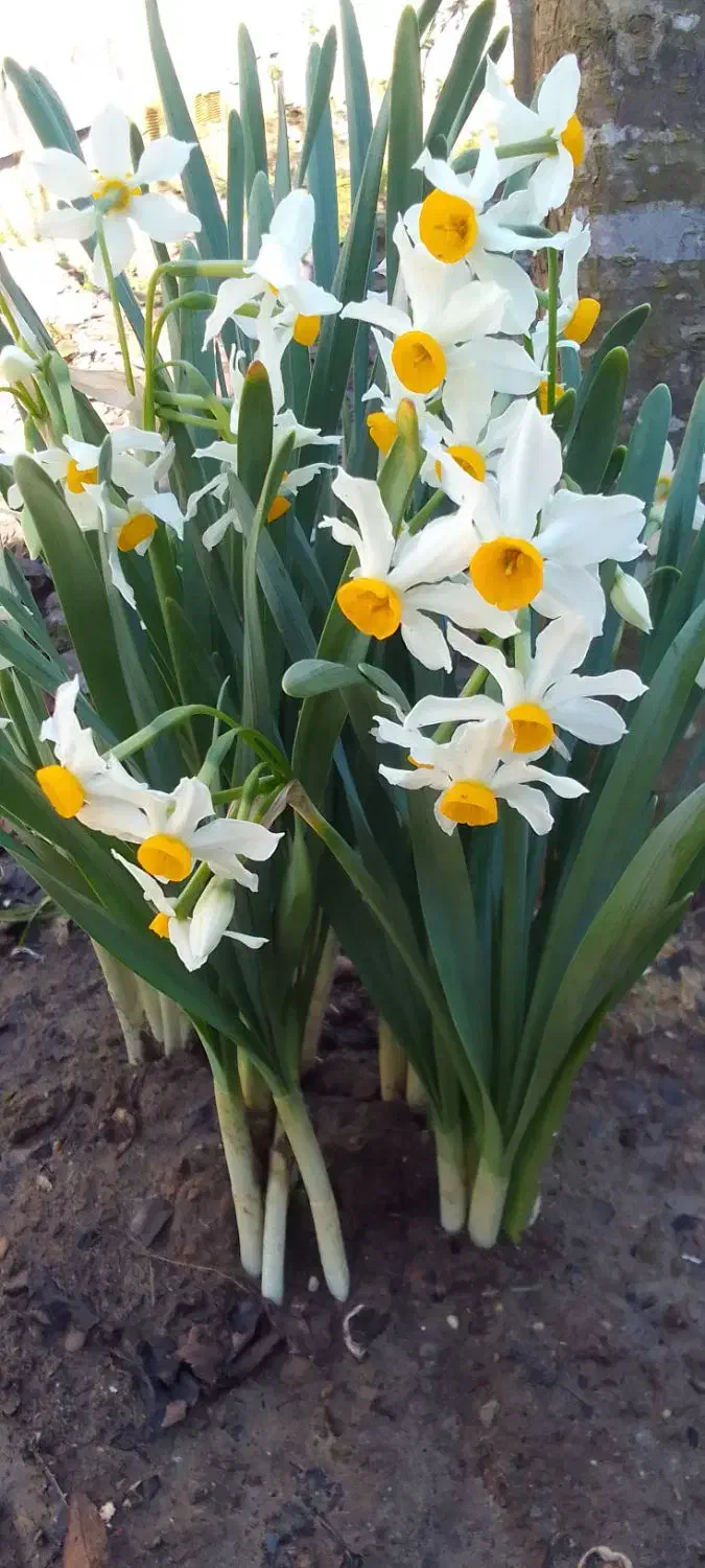 باغ و باغچه|گل و گیاه طبیعی|لاهیجان, بازکیاگوراب|دیوار