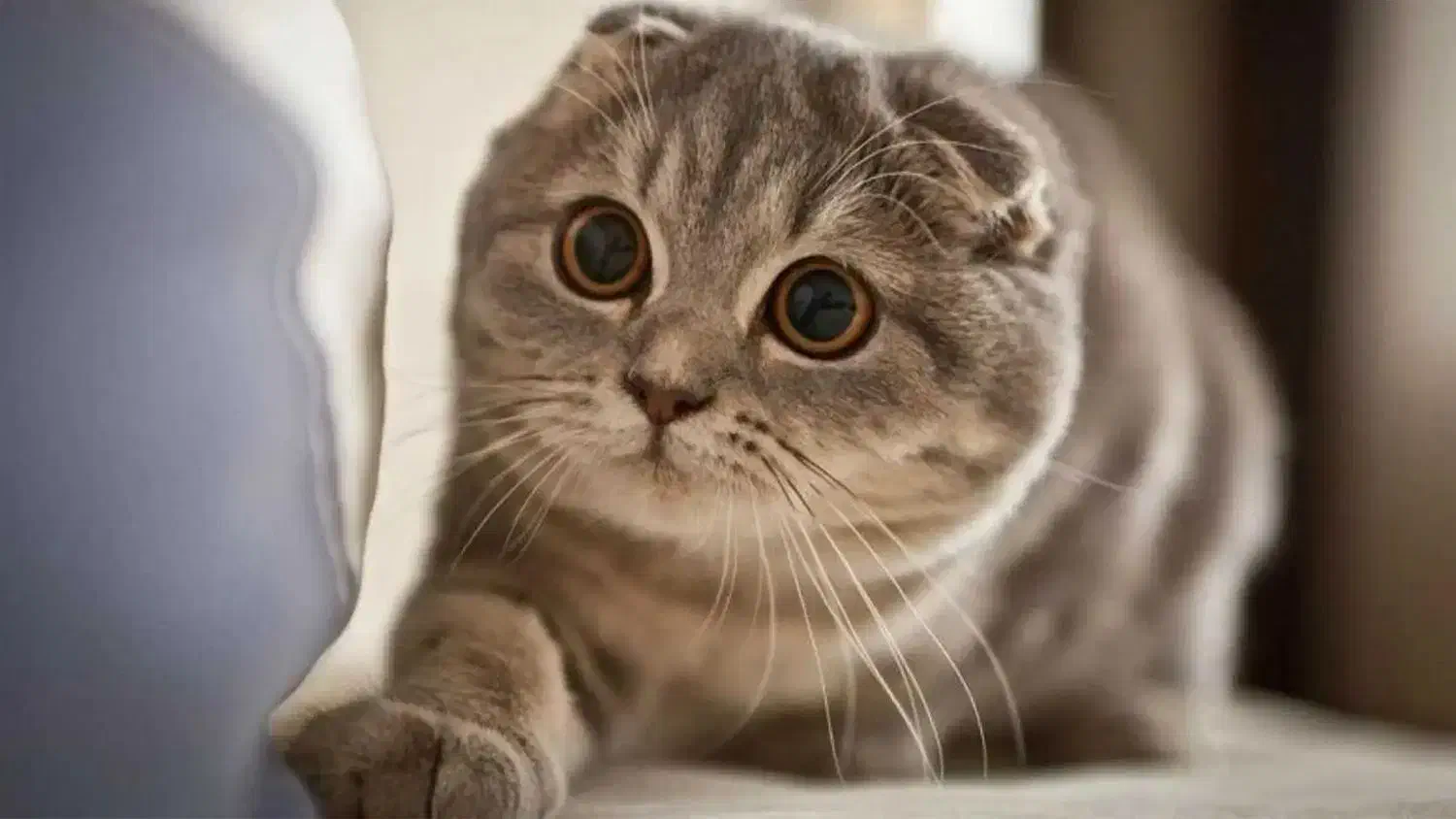 گربه اسکاتیش فولد|گربه|کرج, عظیمیه|دیوار