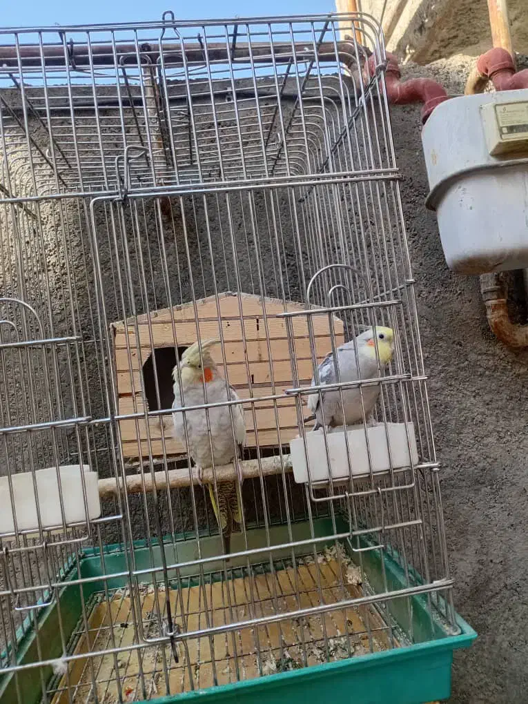 عروس هلندی|پرنده|دیواندره, |دیوار