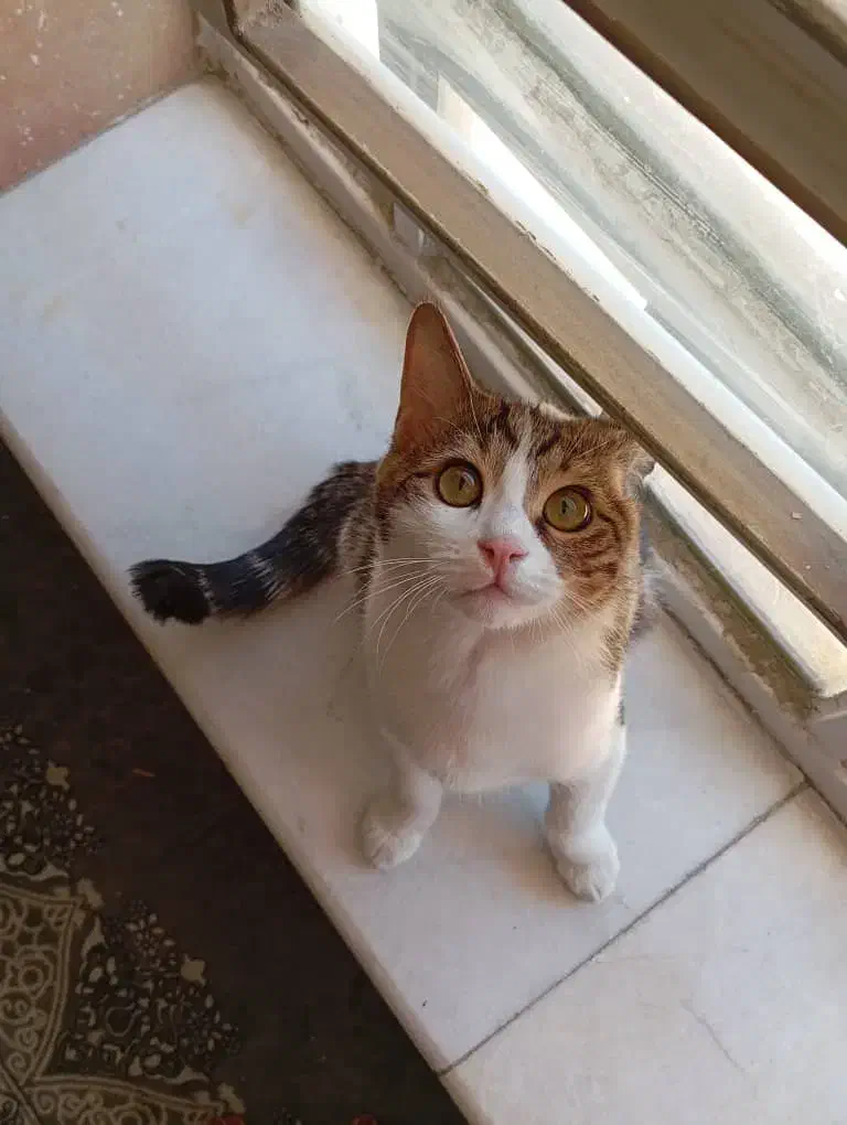 واگذاری|گربه|یزد, |دیوار