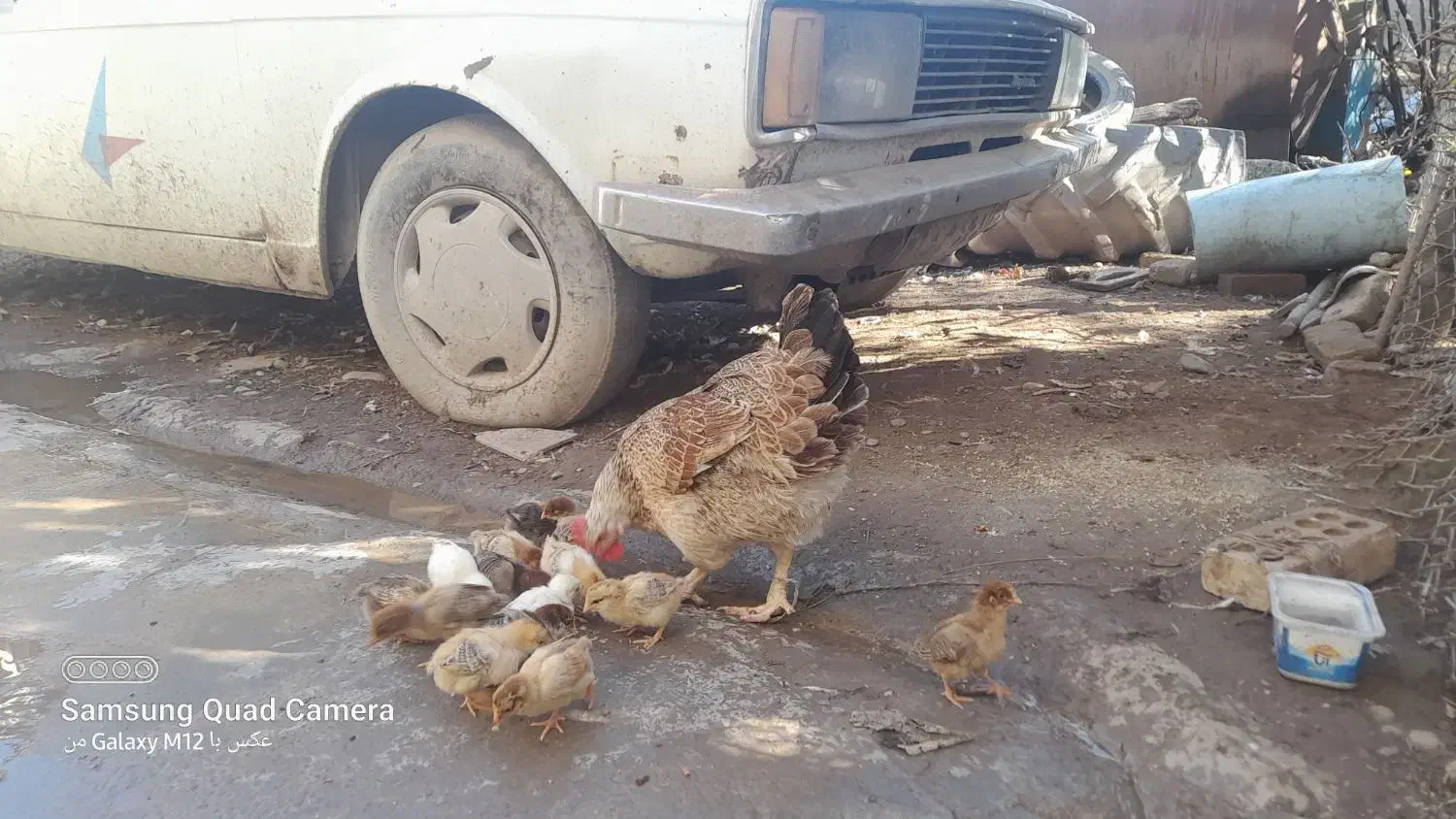 مرغ محلی با جوجه ها|حیوانات مزرعه|آق قلا, |دیوار