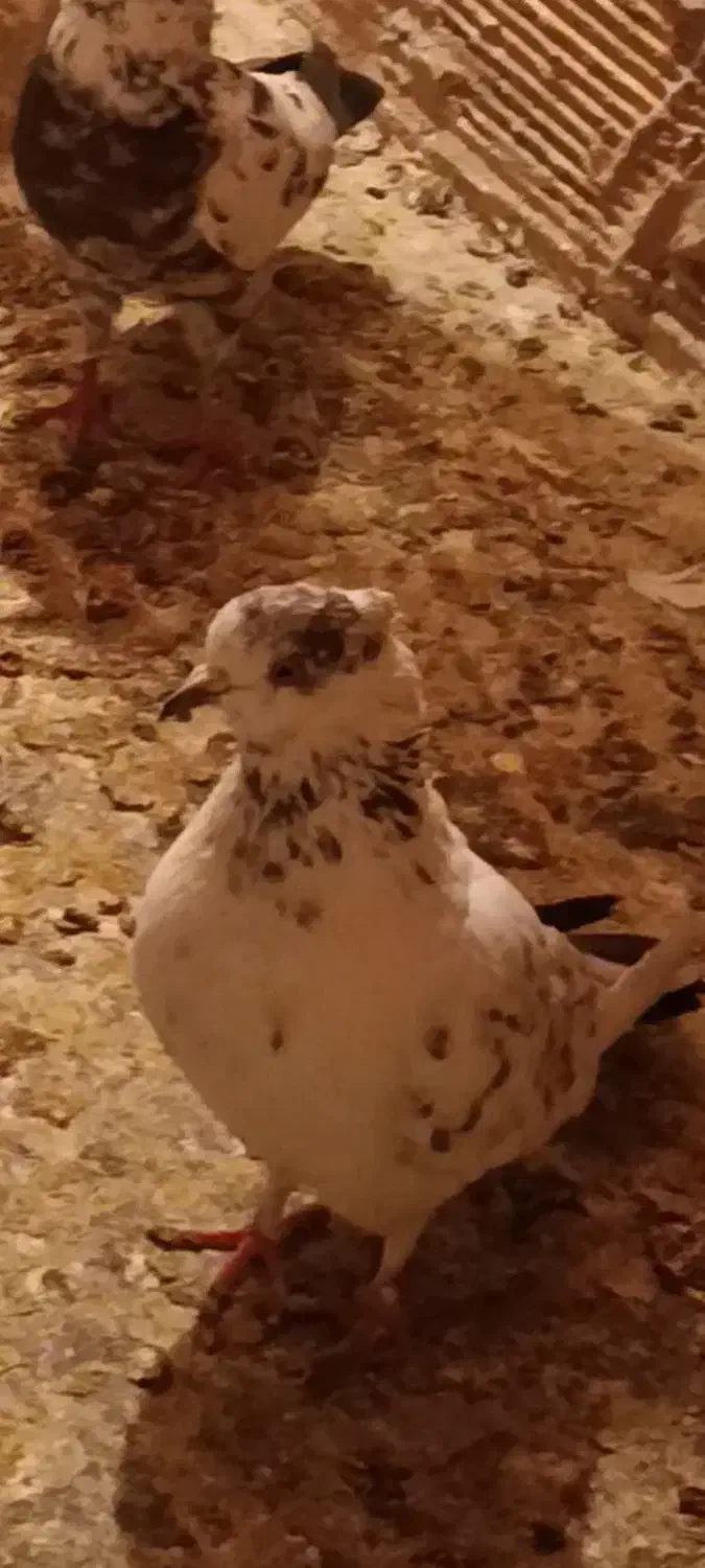 کفتر|حیوانات|قم, شاه ابراهیم|دیوار