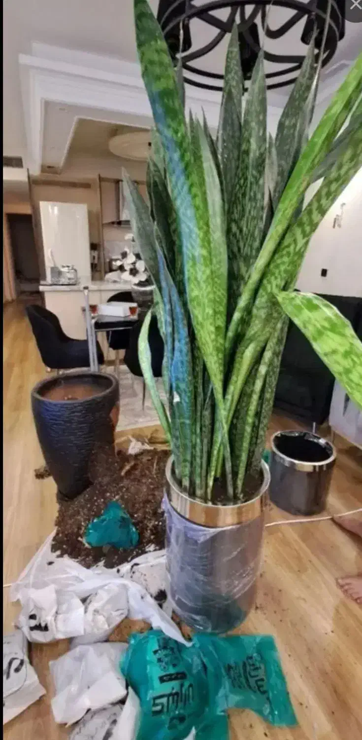 خدمات باغبانی باغچه کاری تعویضی خاک گلدون کاشت گل|خدمات باغبانی و درختکاری|تهران, اکباتان|دیوار